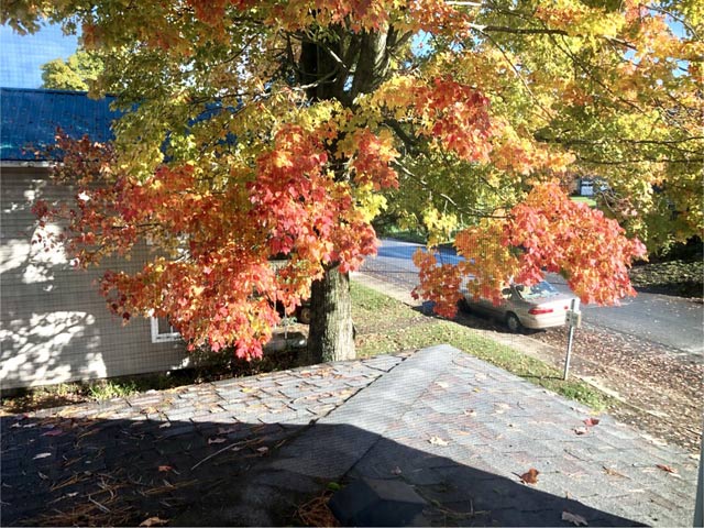 Autumn Color